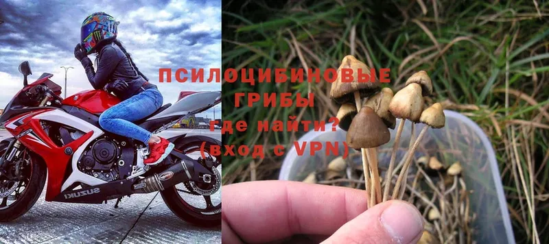 нарко площадка как зайти  Дно  Галлюциногенные грибы Psilocybe 